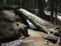 Sequoia NP